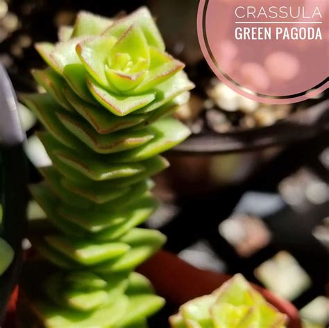 Green Pagoda Crassula Types Of Succulents Identification Succulentdotcare