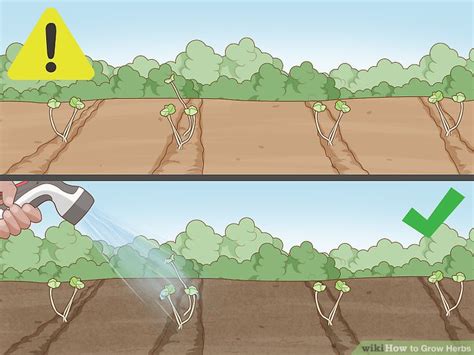 3 Ways To Grow Herbs Wikihow Life