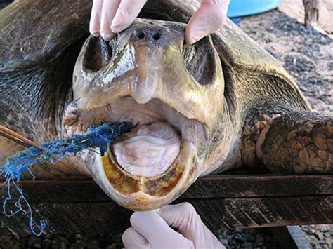 Como Tartarugas Marinhas Sofrem Polui O Ambiental E Qual