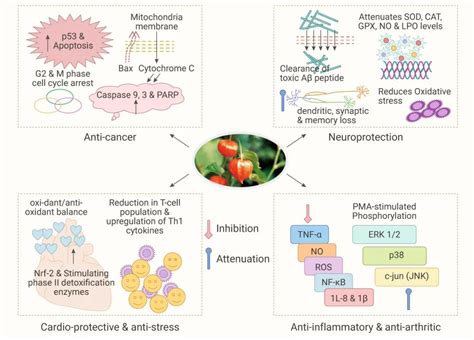 南非醉茄来源的天然产物之活性大盘点 MedChemExpress 技术前沿 生物在线 Lab on Web