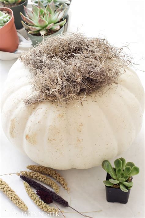 Diy Pumpkin Succulent Planter Happy Happy Nester