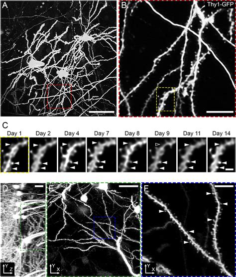 Longitudinal Two-Photon Imaging of Dorsal Hippocampal CA1 in Live Mice 
