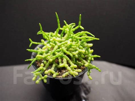 Rhipsalis Cereuscula