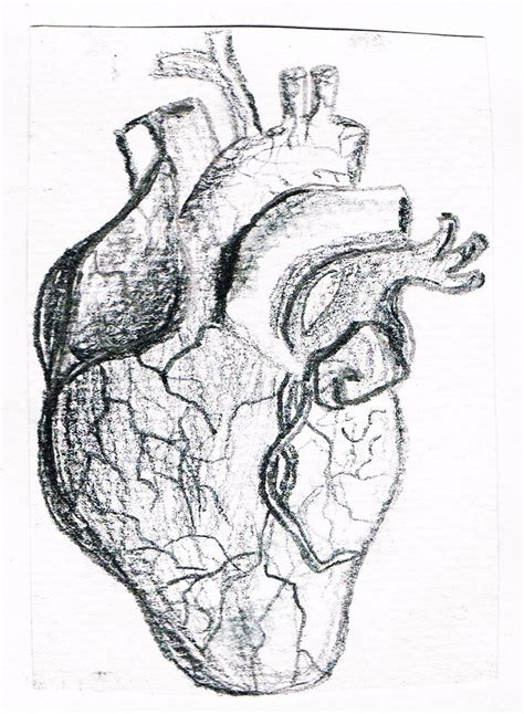 Heart Anatomical Drawing