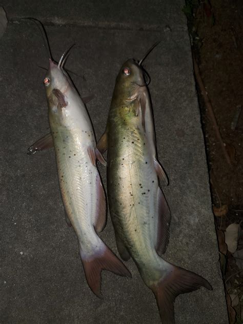 some catfish from the river : r/Fishing