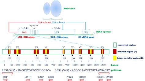 Rrna Sequencing