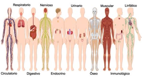 Como Esta Constituido El Cuerpo Humano En General Dinami