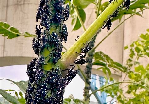 Invasive Spotted Lanternflies Are Back Killing Trees Threatening