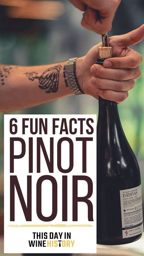 6 Fun Facts About Pinot Noir Pinot Noir Pinot Wine Knowledge