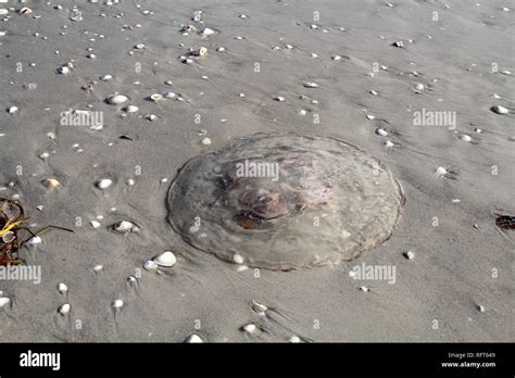 Translucent Moon Jelly Aurelia Aurita Jellyfish Stranded On The Beach