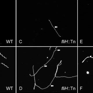 Micrographs Of Wild Type B Burgdorferi Clone A Np Wt Flih Mutant