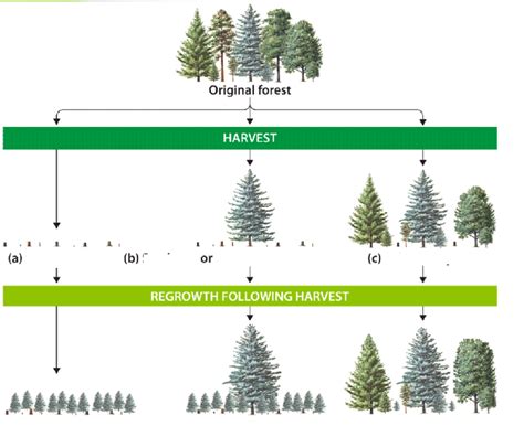 Ch.11: Timber Harvesting Methods Diagram Diagram | Quizlet