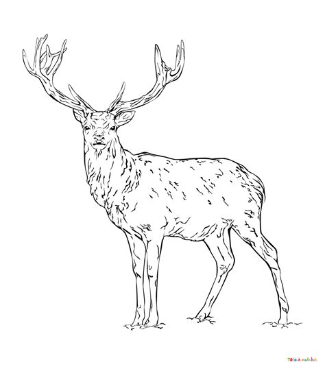 Coloriage d un cerf 05 un dessin de Tête à modeler