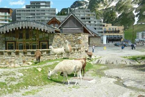 Les Lamas Du Tourmalet La Mongie Hautes Pyr N Es