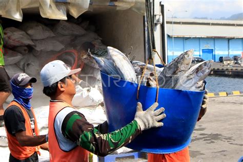 Tangkapan Ikan Tuna Antara Foto