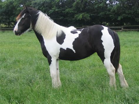 Piebald Horse Facts with Pictures