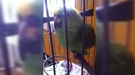 This Parrot Can Scream Just Like A Newborn Baby