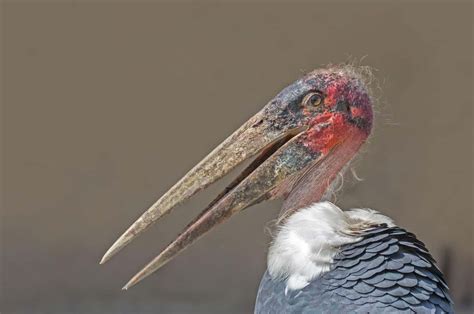 Scariest Birds List Types Of Scary Bird Species