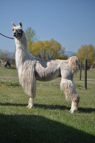 Male Llamas M And M Llama Ranch