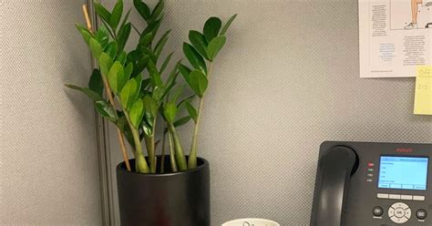 The 6 Best Plants For Cubicles According To Plant Experts The