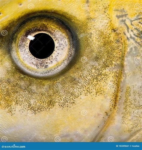 Close-up On The Eye Of A Yellow Fish Stock Image - Image: 10349661