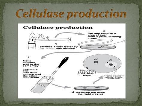 PPT - Cellulase enzyme PowerPoint Presentation, free download - ID:5735640