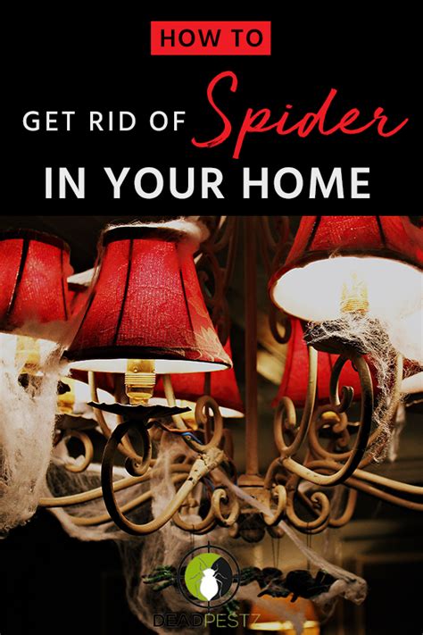 How To Get Rid Of Spiders In Your House Basement Or Garage Get Rid