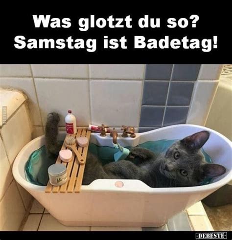 Pin Von Ronja Ronja Auf Samstags W Nsche Katzen Lustige