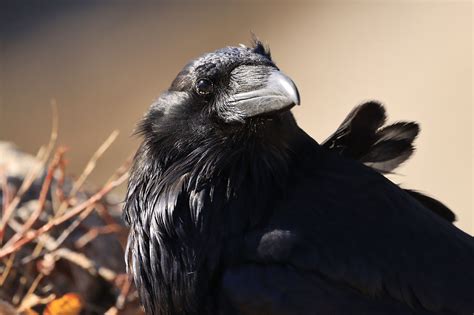 The Mysterious And Fascinating World Of Ravens Fun Facts You Need To Know