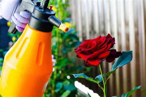 14 Best Rose Bush Fertilizer For 2024 Storables