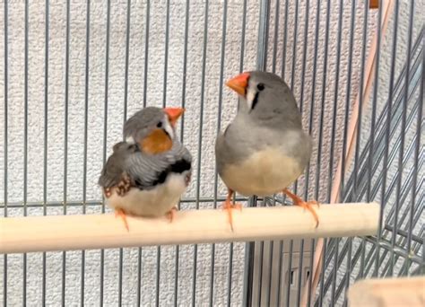 キンカチョウがペアに 占い師・藤森緑の雑感