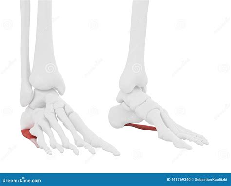 abductor digiti minimi stock illustration illustration  digiti