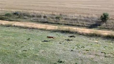 Primera Jornada De Caza De Liebres Con Galgo En Castilla Y Le N A