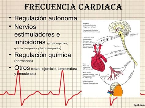 Fisiología Del Sistema Cardiovascular