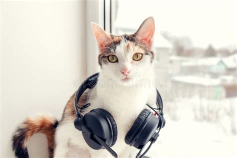 A Cat With Headphones On The Windowsill Stock Image Image Of Toned