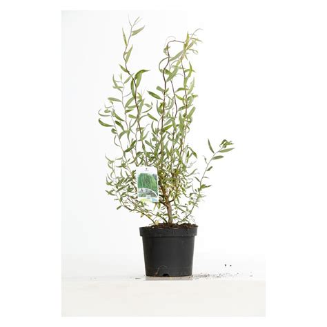 Vente De Saule Tortueux Salix Babylonica Tortuosa