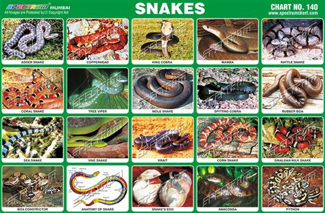 Chart For Different Snakes Of Texas