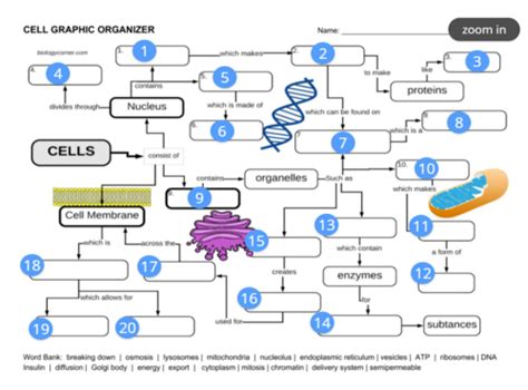 Cell Structure Flashcards Quizlet