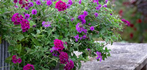 How To Plant Grow And Care For Verbena Sarah Raven