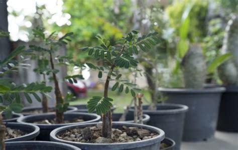 C Mo Cultivar Y Cuidar Un Bons I De Tamarindo Mis Plantas