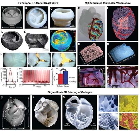 D Bioprinting Of Collagen To Rebuild Components Of The Human Heart