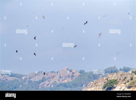 Vultures In Europe Hi Res Stock Photography And Images Alamy