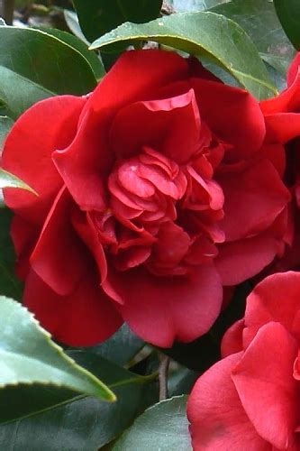 Buy The Best Cold Hardy Camellia Plants That Will Grow In Usda Zone 6