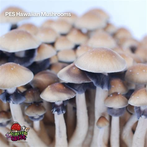 PES Hawaiian Spores Psilocybin Circus