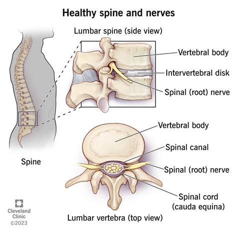 Spinal Stenosis: What It Is, Causes, Symptoms Treatment, 57% OFF