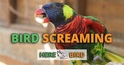 Parrot Screaming: How To Stop Birds From Driving You Insane