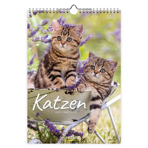 Katten Kalender Kopen Bestel Eenvoudig En Snel Online