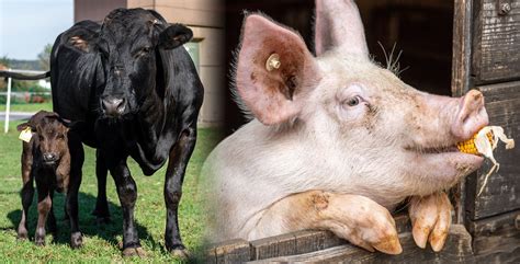 Haltung Rind Schwein Metzgerei Kachler Hoferer De