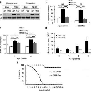 The Neurological Phenotype Of Tsc2 GFAP1 CKO Mice Is Prevented By