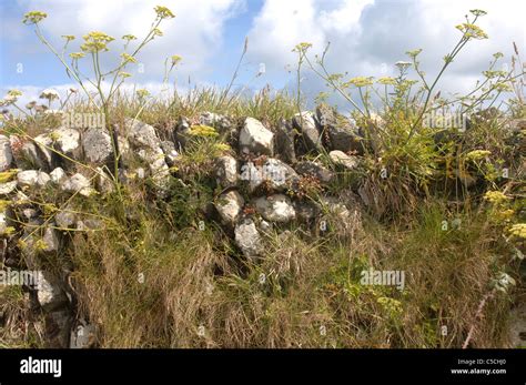 Cornish Hedge Dry Stone Wall Hi Res Stock Photography And Images Alamy